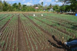 DESA PONJONG RASA BREBES