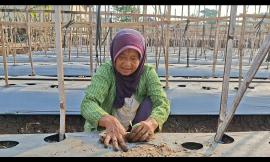 Penanaman Kedua Melon Golden Kinanti Program BKK DAIS Tertib Administrasi Pertanahan Kalurahan Ponjo